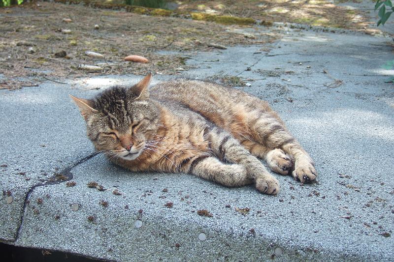 2010-07- (23).JPG - Die Katze auf dem heißen Teerdach